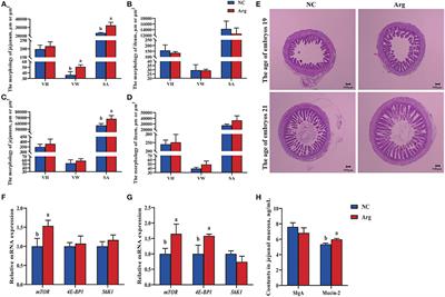 Supplemental L-Arginine Improves the Embryonic Intestine Development and Microbial Succession in a Chick Embryo Model